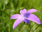 Gal�ria: la flora